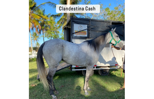 CLANDESTINA CASH